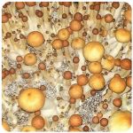 Псилоцибиновые (галлюциногенные)  грибы Psilocybin "Golden Teacher" в Соль-Илецке