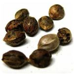 Семена марихуаны АК-47  (Seeds AK-47) в Соль-Илецке